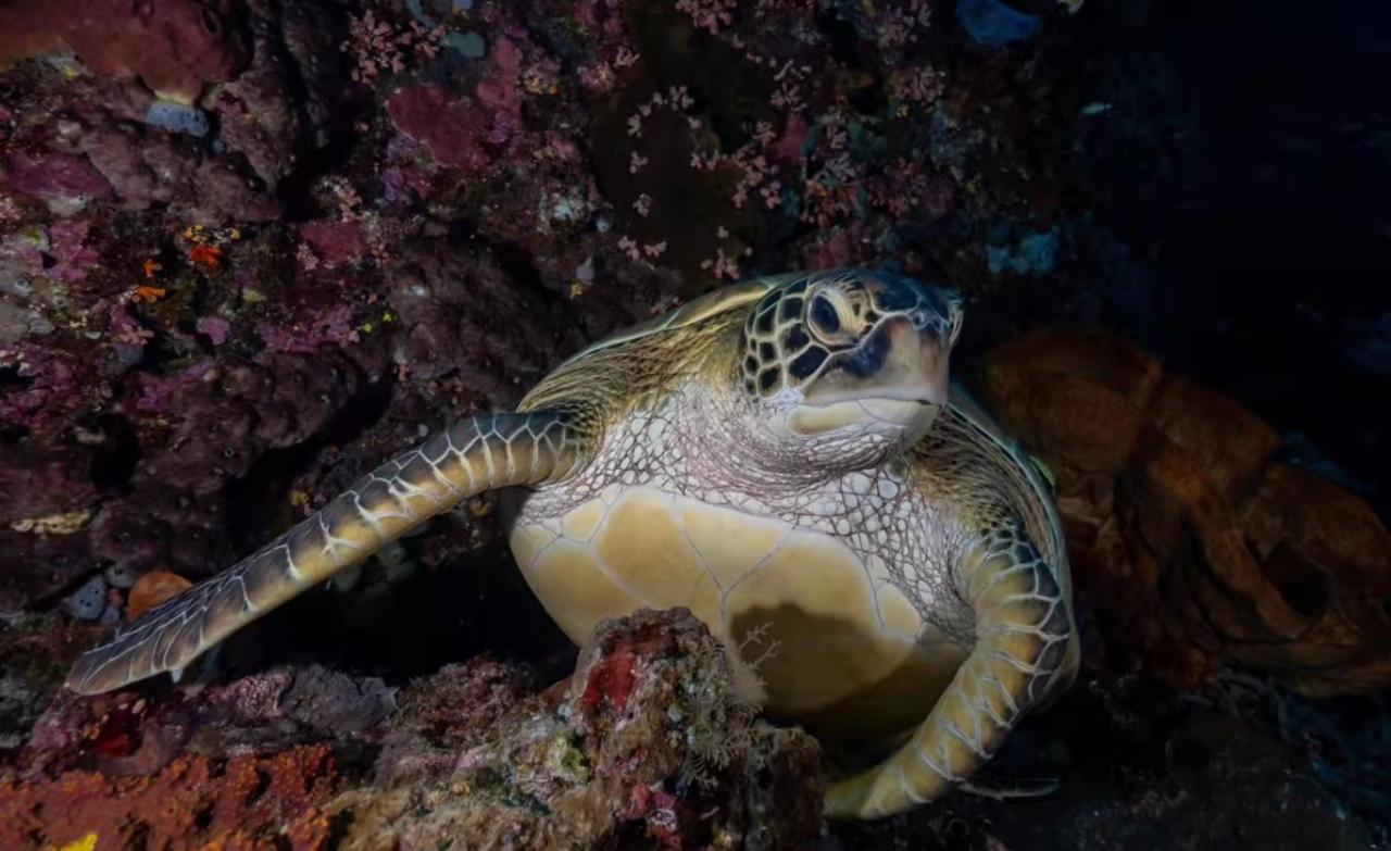 Ultra Mint Dive Resort Panglao Dış mekan fotoğraf